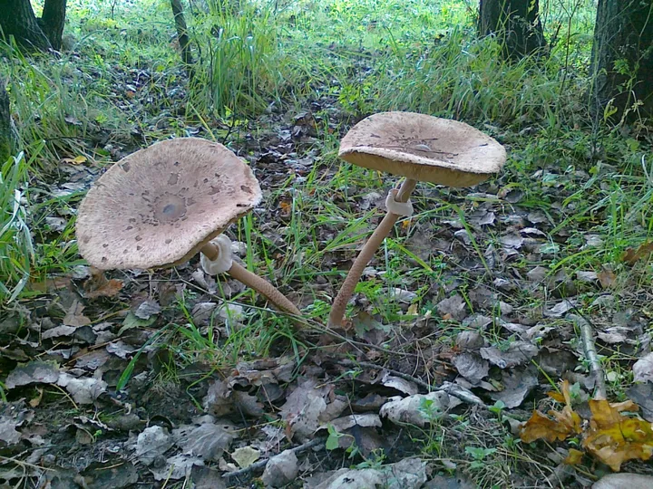 Okolica - Siedlisko Basiówka - zdjęcie 15